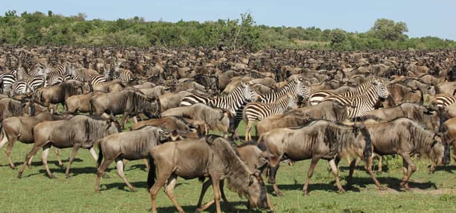 Serengeti park animals 7 Days Safari Tanzania