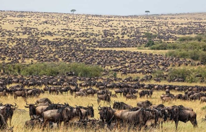 Wildebeest Migration Safari